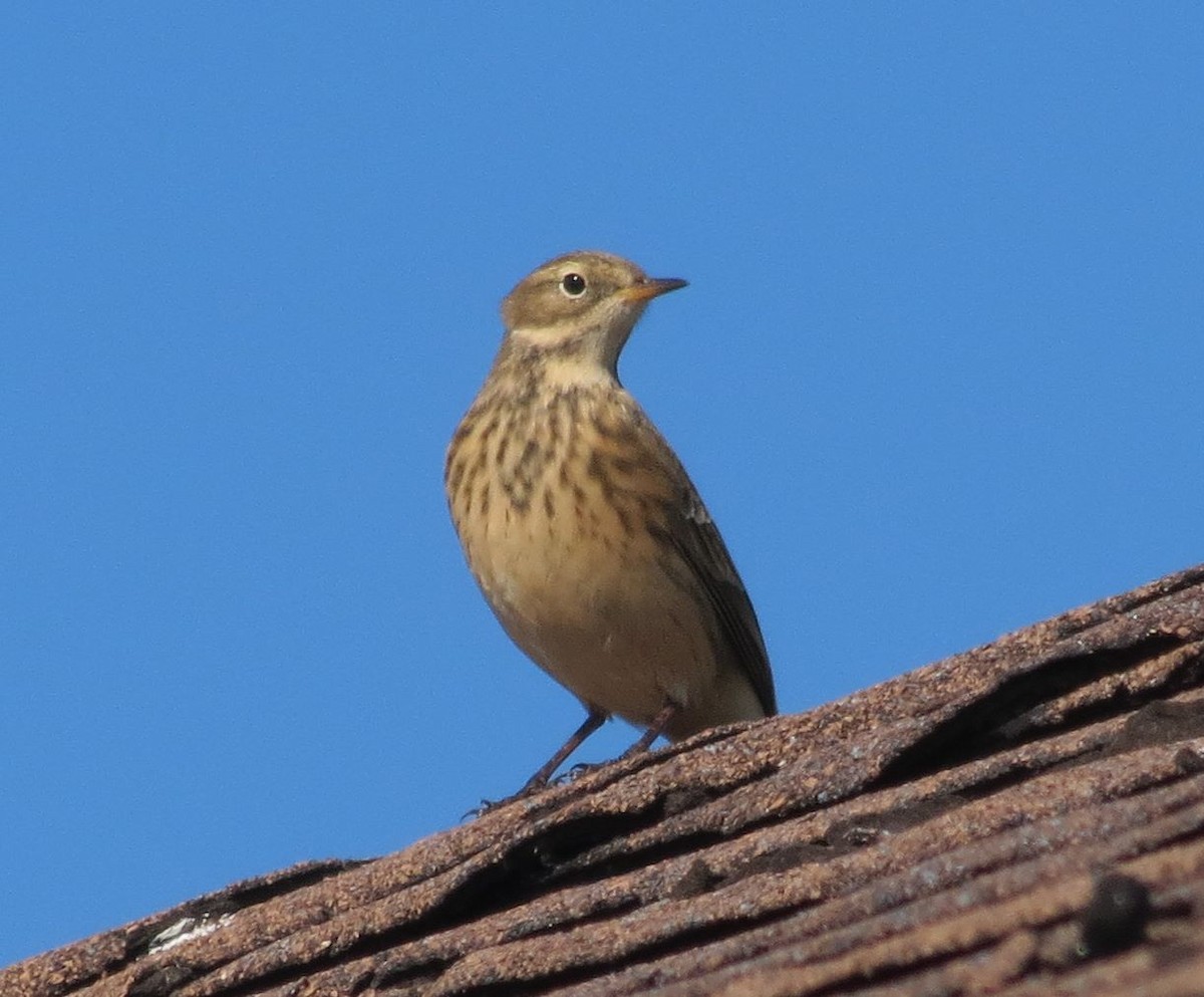 American Pipit - Donald A. Sutherland