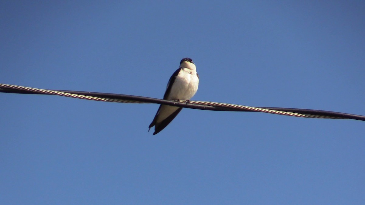 White-winged Swallow - ML367300421