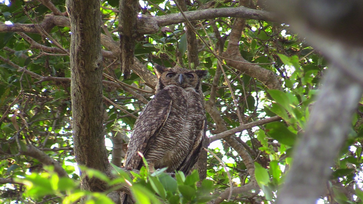 Great Horned Owl - ML367304551
