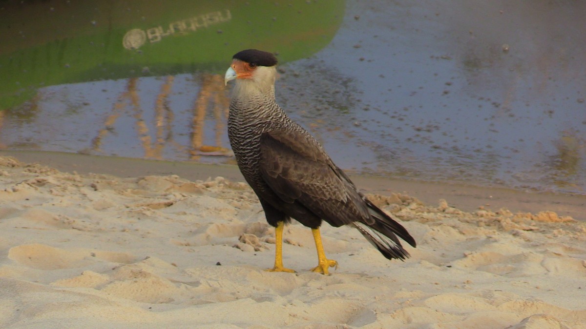 Crested Caracara (Southern) - ML367305621