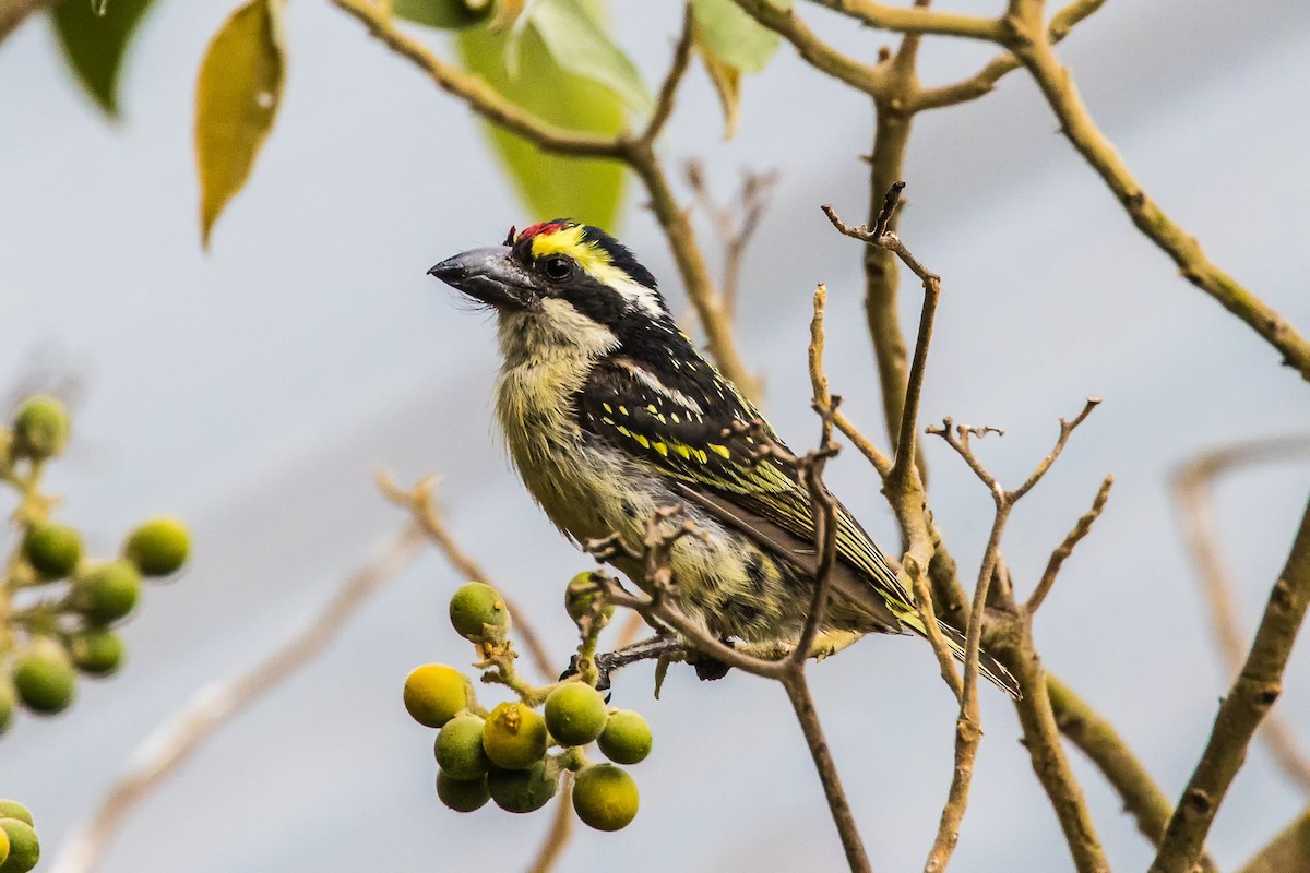 Red-fronted Barbet - ML367305781