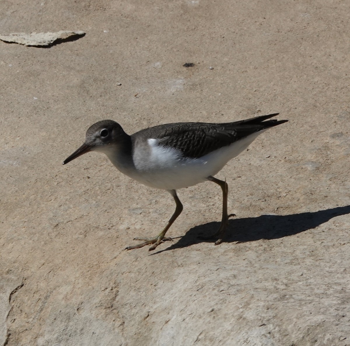 Spotted Sandpiper - Mary Jo Hayes