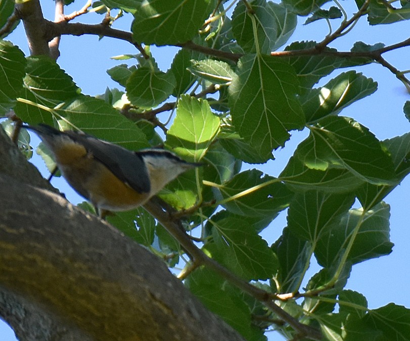 Red-breasted Nuthatch - ML367308821