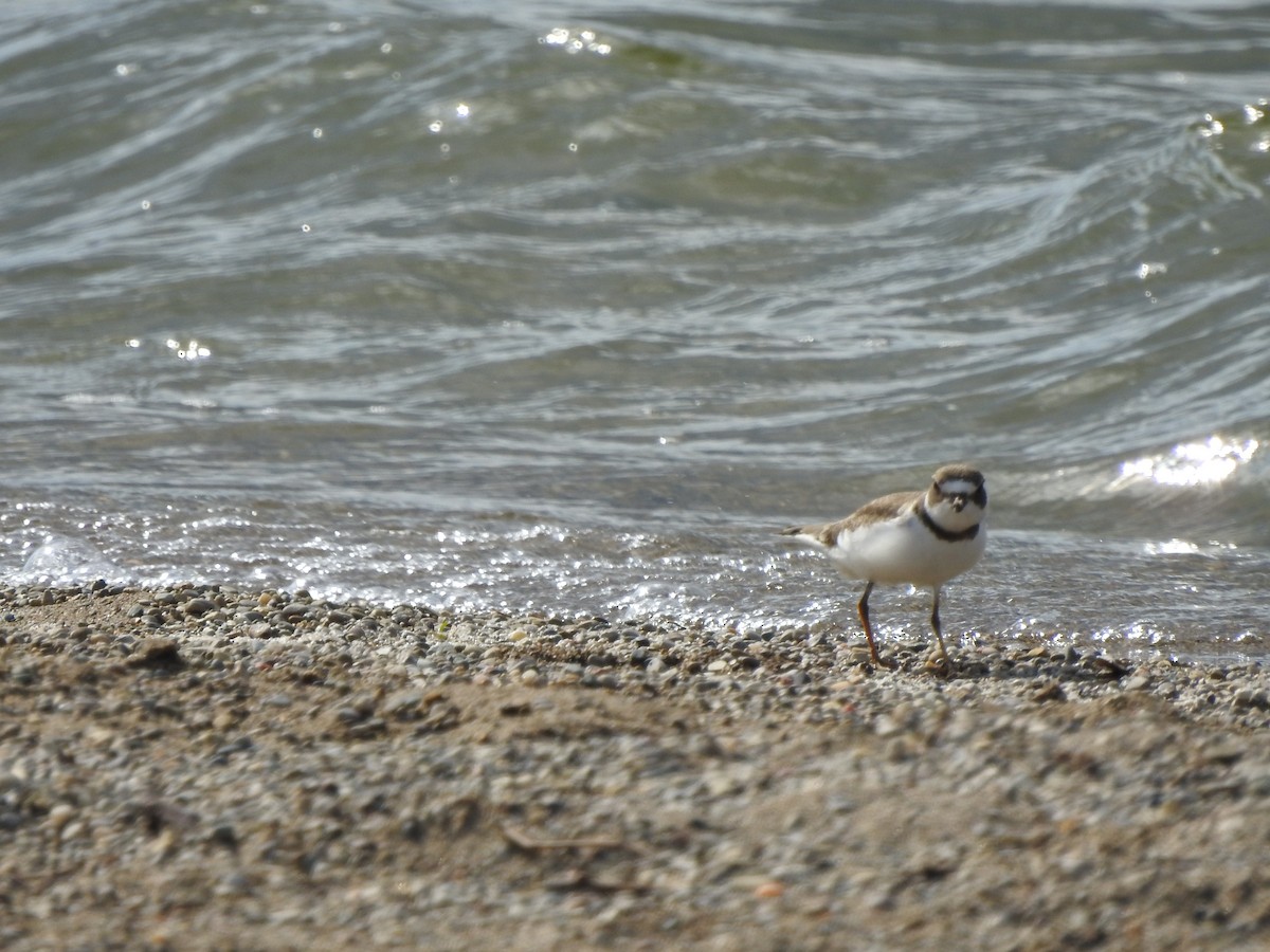 Semipalmated Plover - ML367313601