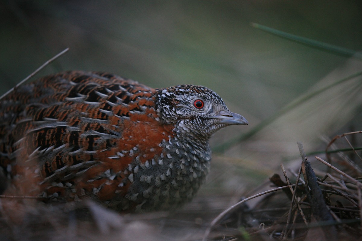 Painted Buttonquail - ML367315151