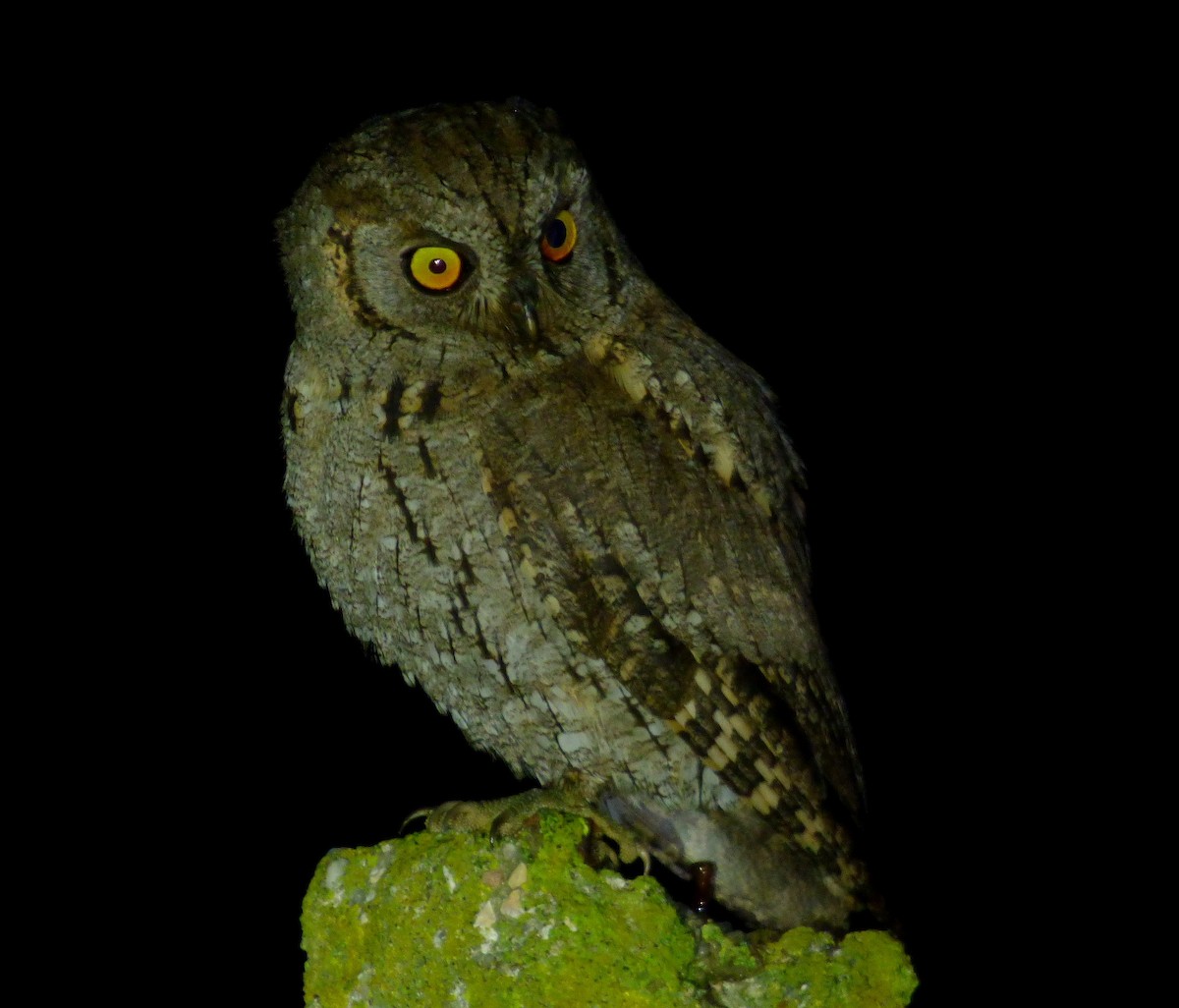 Eurasian Scops-Owl - Pedro Moreira