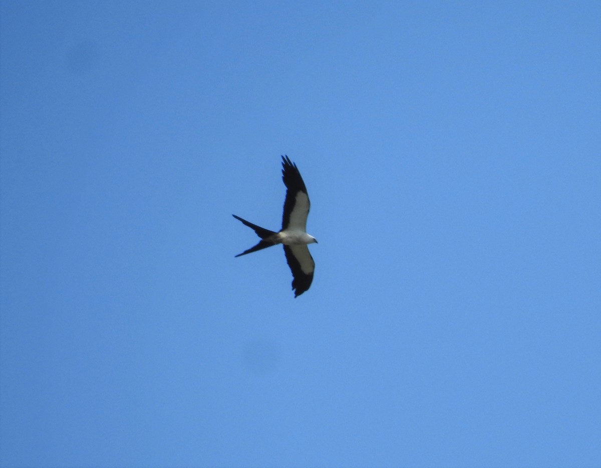 Swallow-tailed Kite - Daniel Horton