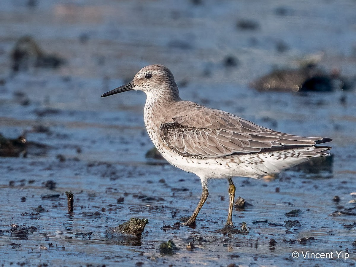 Red Knot - ML367324831