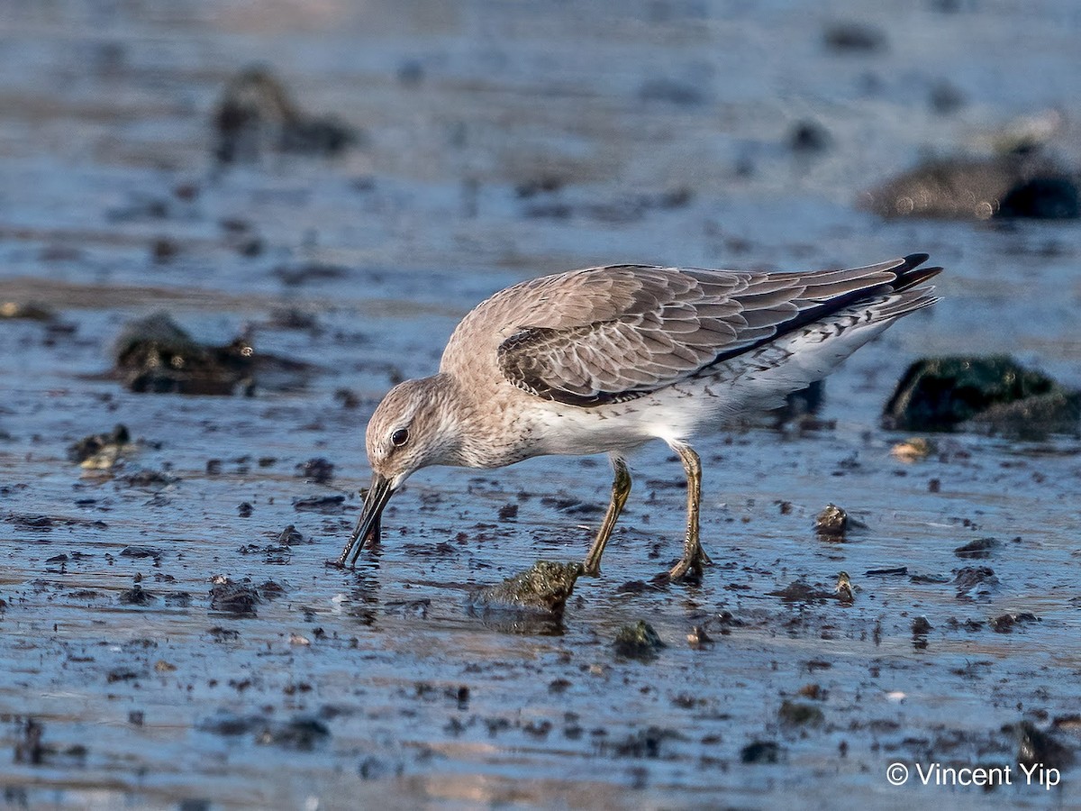 Red Knot - ML367324841