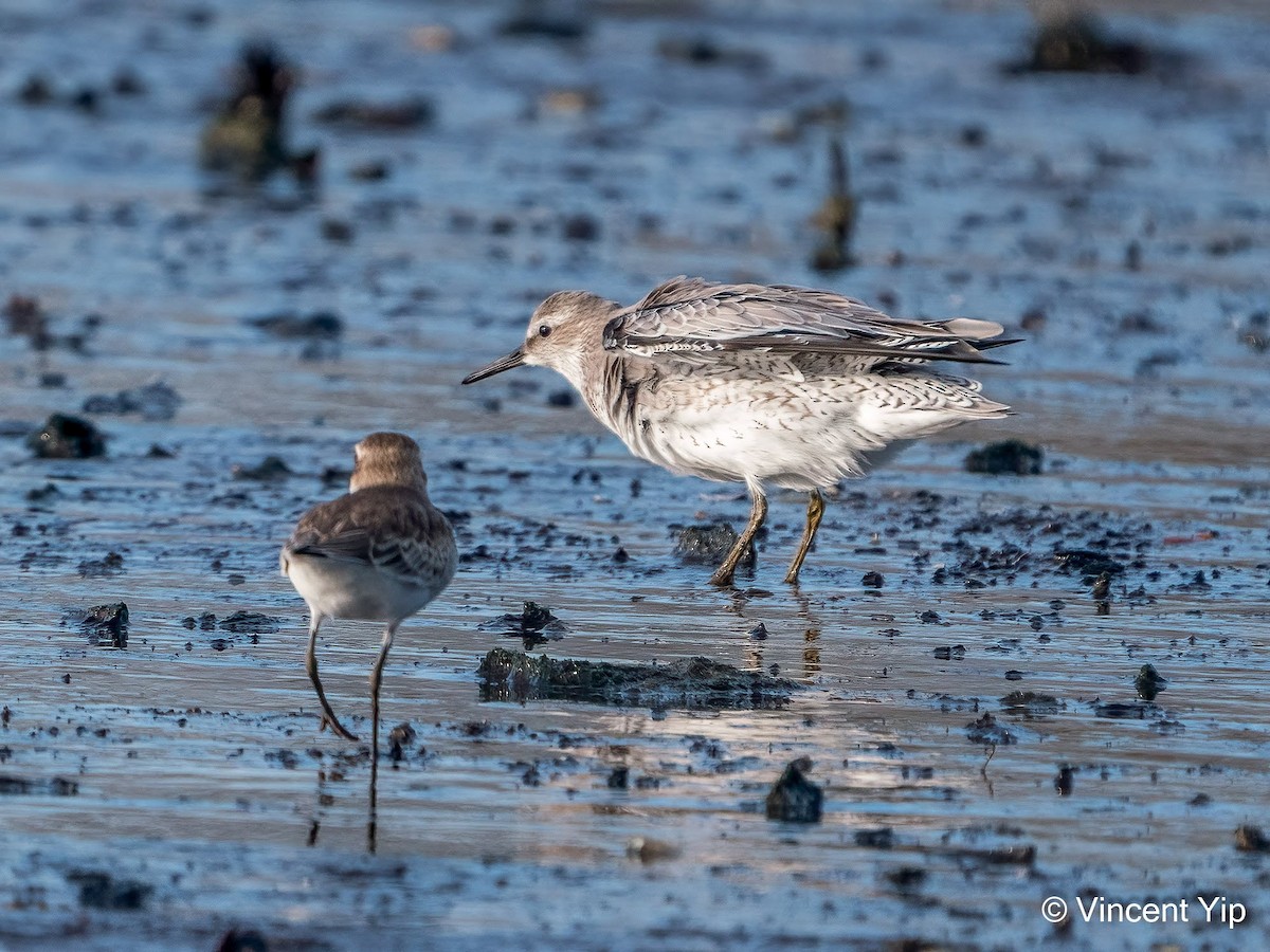 Red Knot - ML367324851