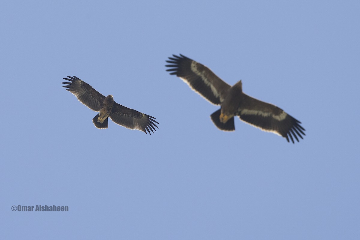 Greater Spotted Eagle - Omar alshaheen