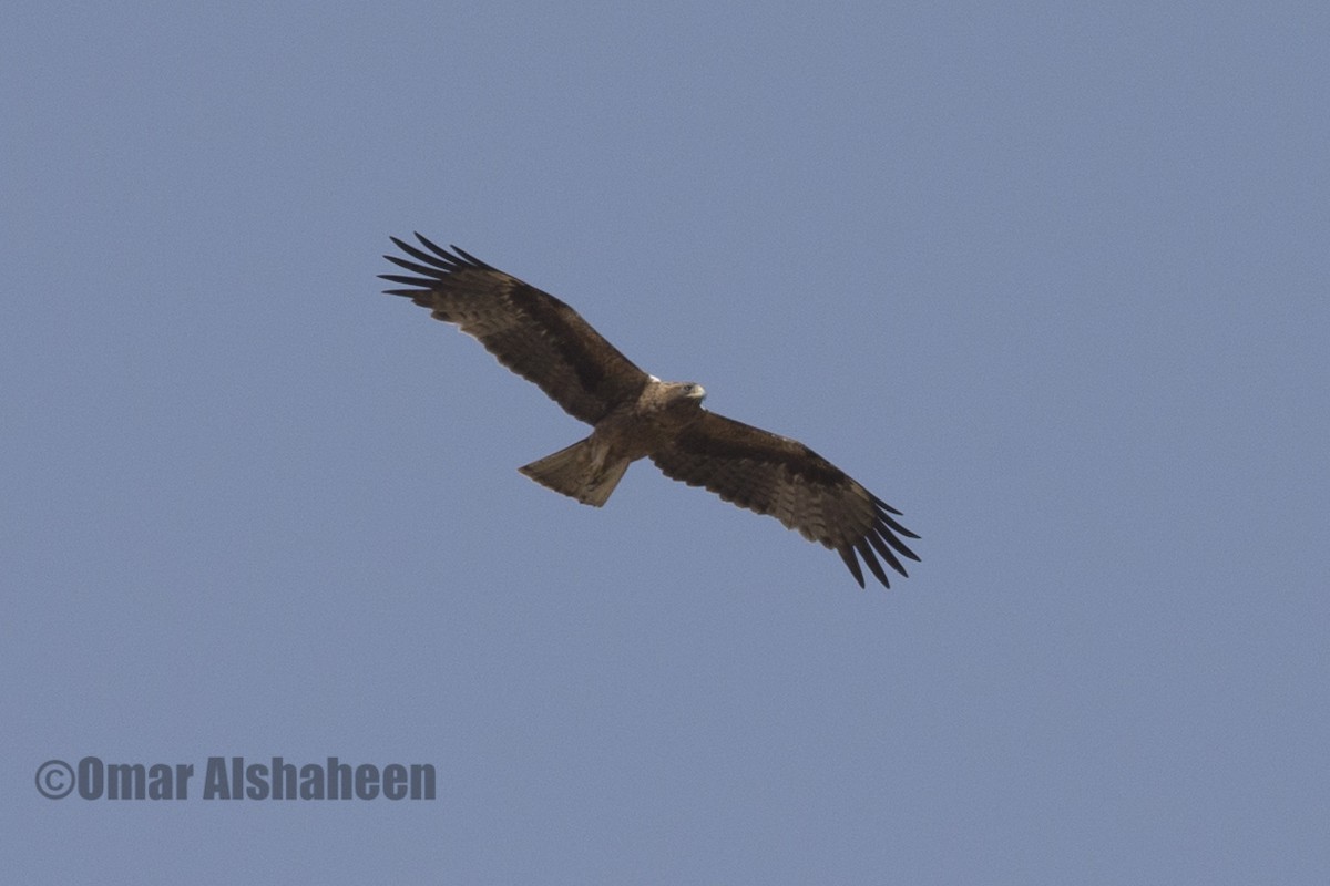 Booted Eagle - Omar alshaheen