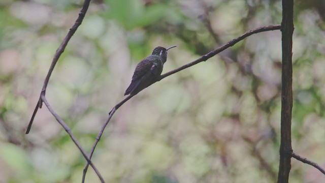 kolibřík ametystohrdlý - ML367335591