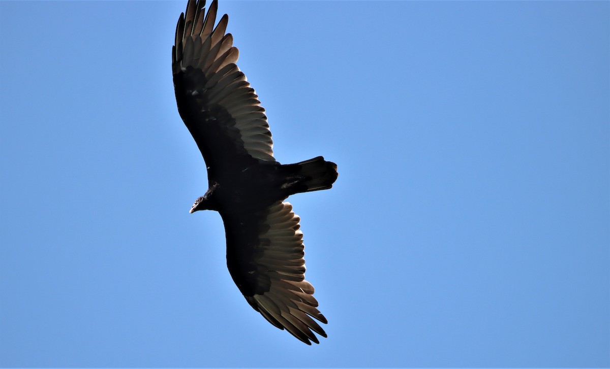 Turkey Vulture - ML367338021