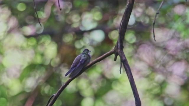 kolibřík ametystohrdlý - ML367339211