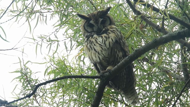 Striped Owl - ML367342371