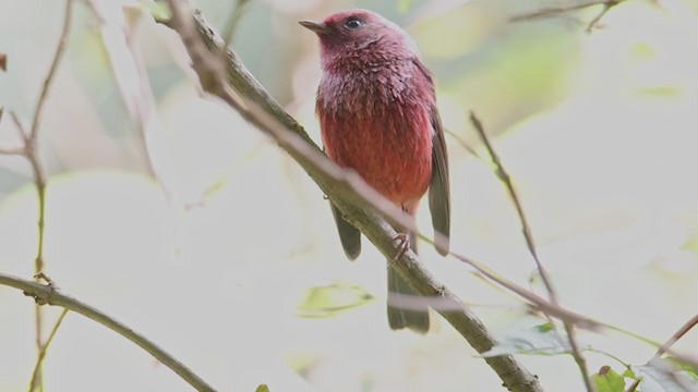 Pink-headed Warbler - ML367350841