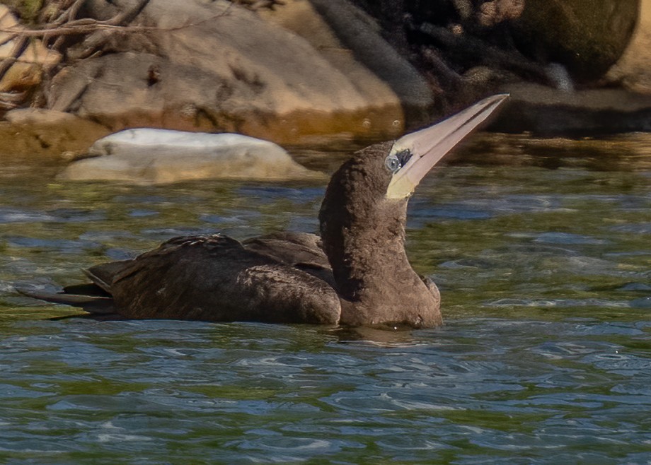 Brown Booby - ML367353281