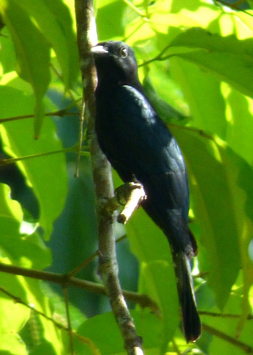 Square-tailed Drongo-Cuckoo - ML36735631