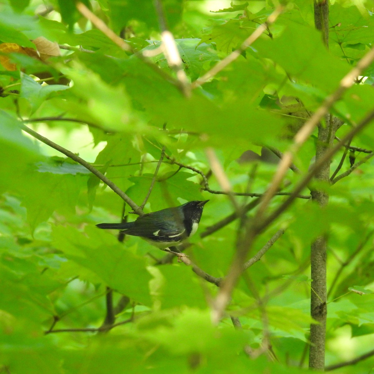 Black-throated Blue Warbler - Gregg Severson