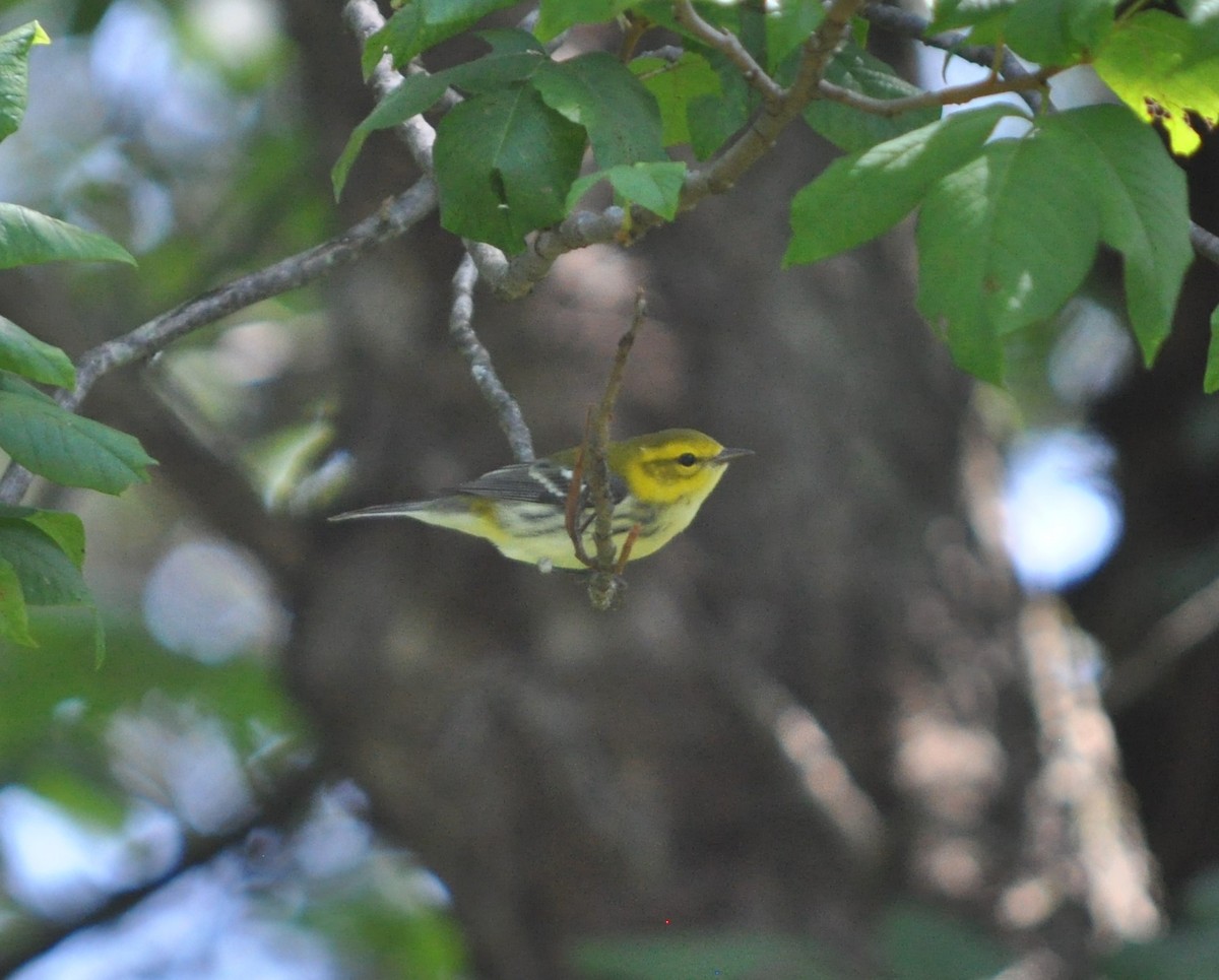 Black-throated Green Warbler - ML367360211