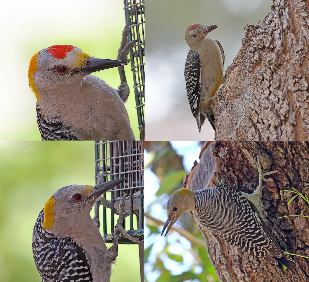 Golden-fronted Woodpecker - ML367362861