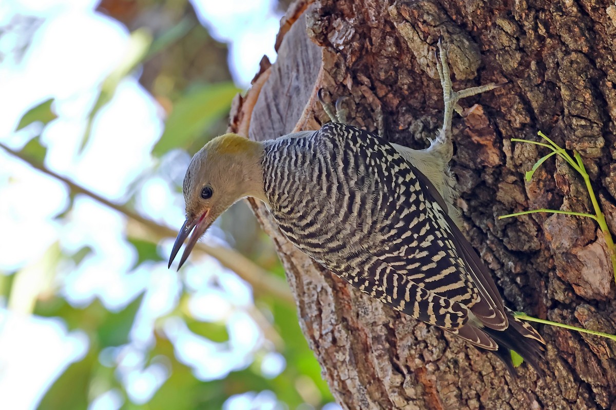 Golden-fronted Woodpecker - ML367363211