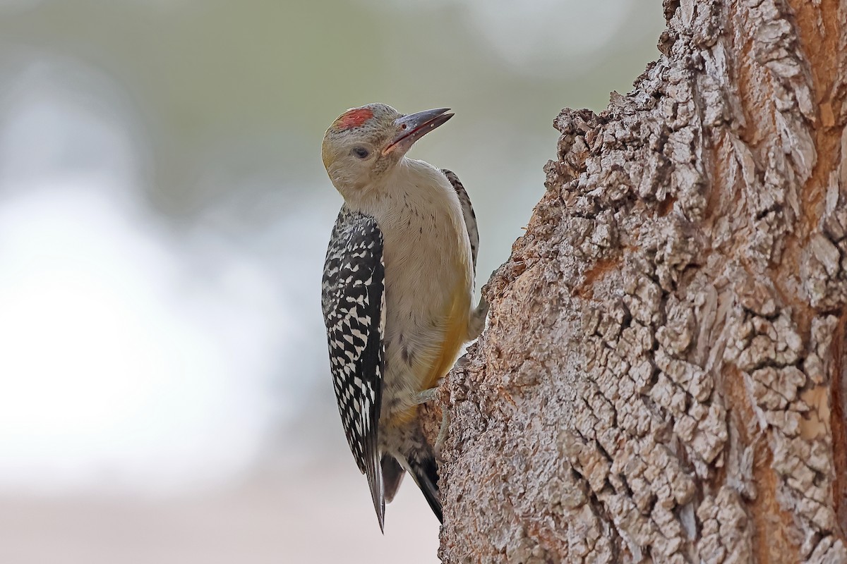 Golden-fronted Woodpecker - William Supulski