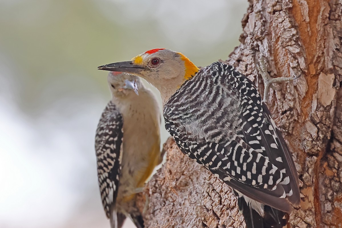 Golden-fronted Woodpecker - ML367363231