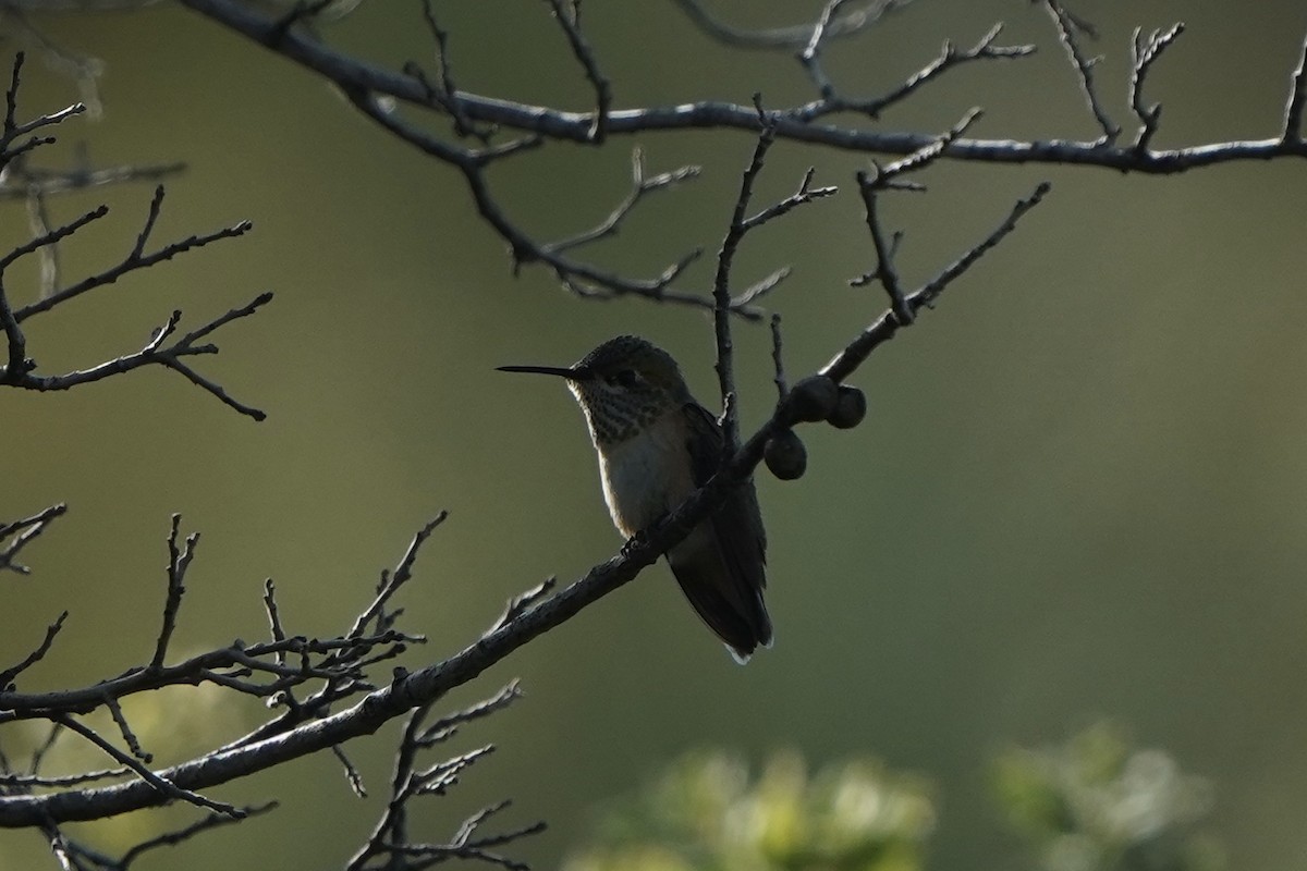 Calliope Hummingbird - Richard H