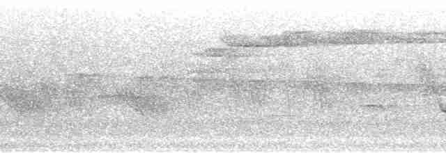 Bornean Whistler - ML36737