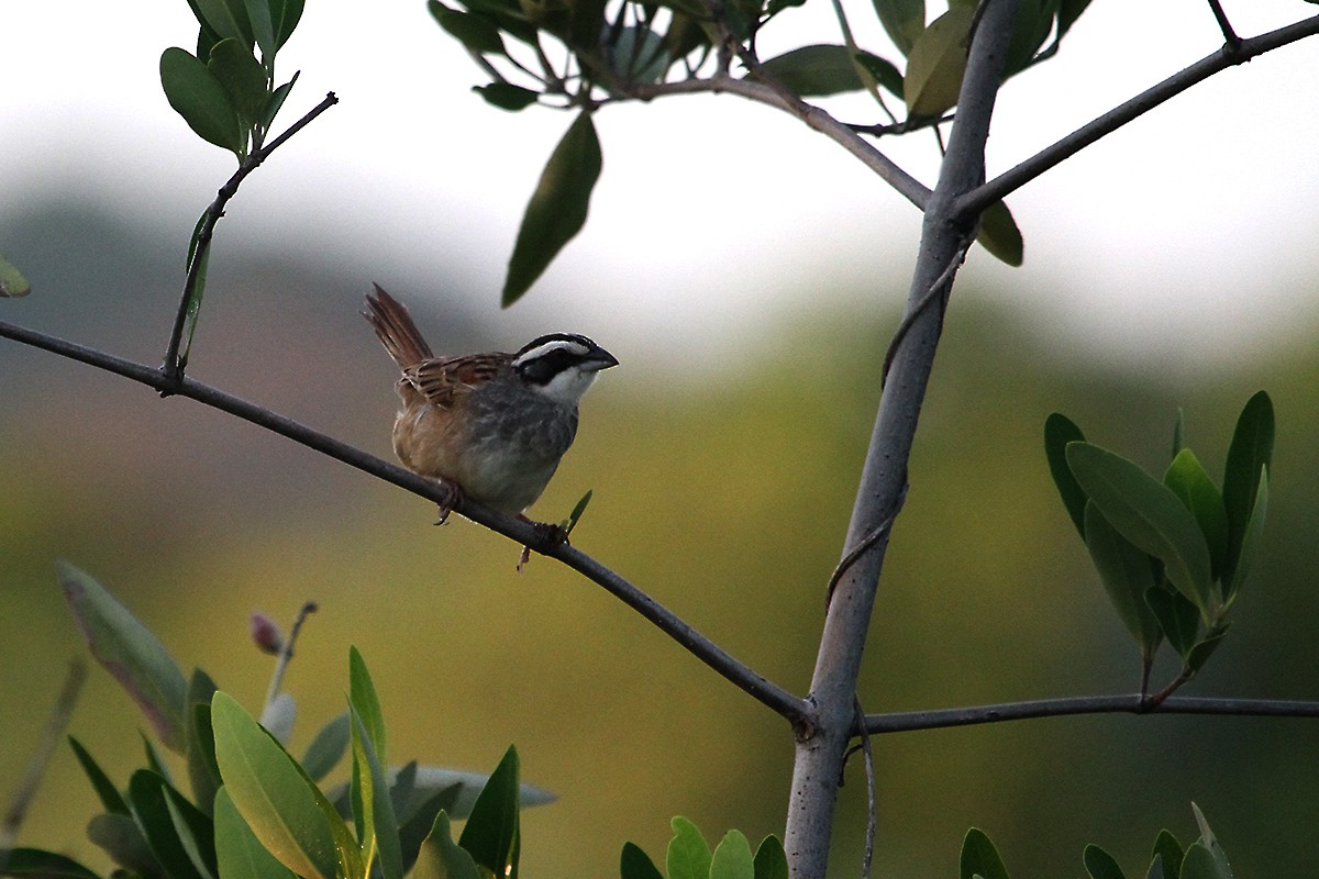 Stripe-headed Sparrow - ML36737581