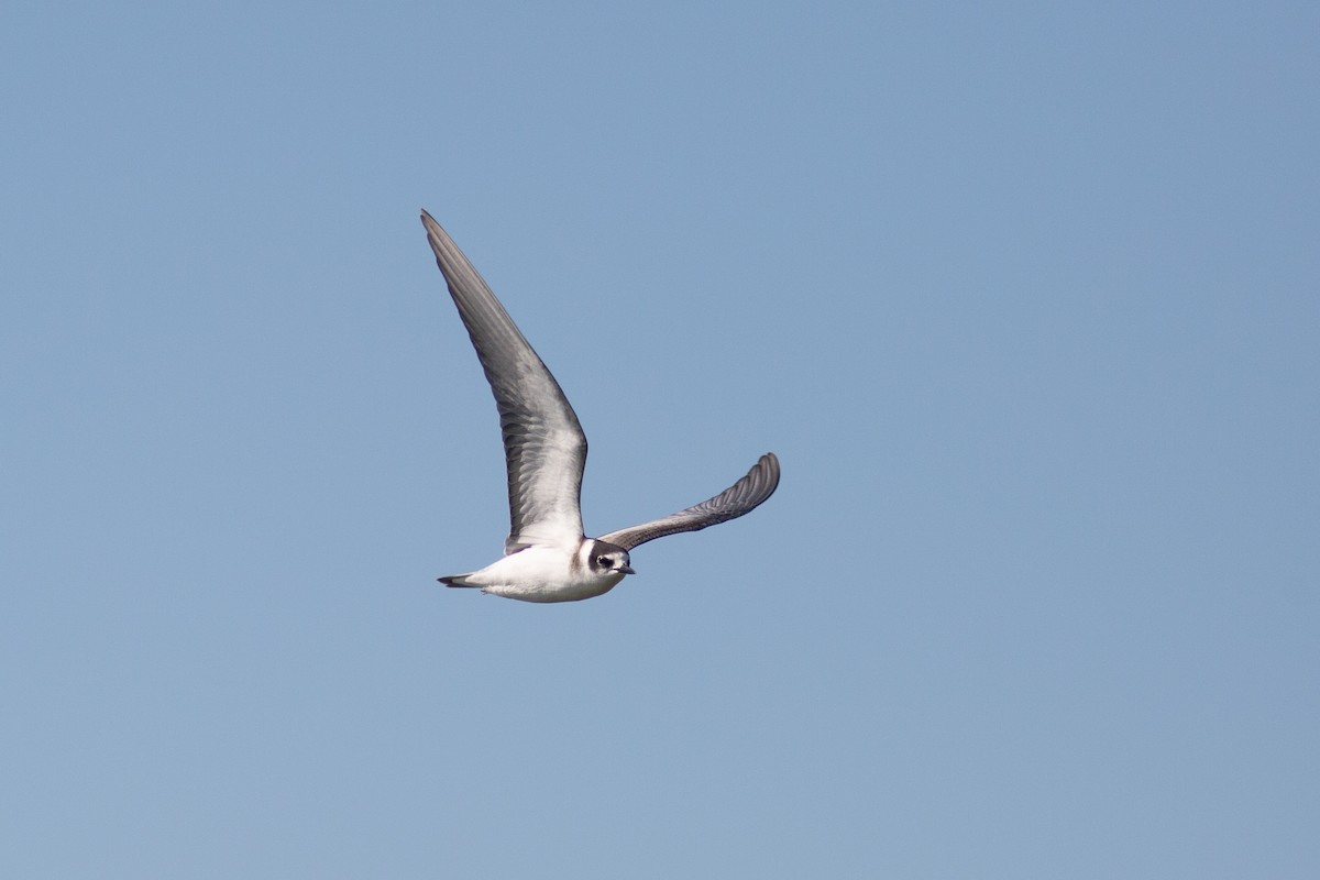 Black Tern (Eurasian) - ML367376461
