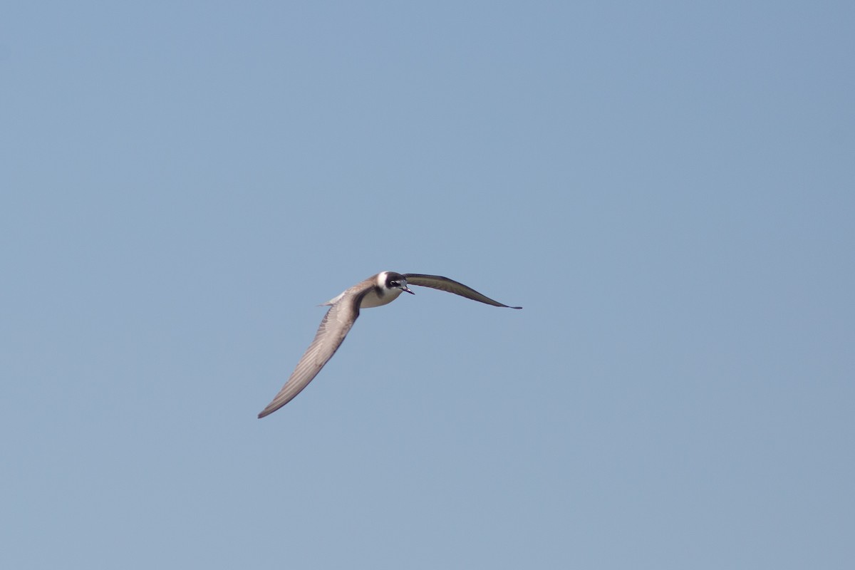 Black Tern (Eurasian) - ML367376481