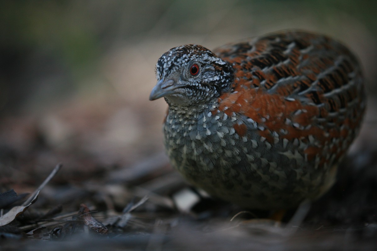 Painted Buttonquail - ML367379591