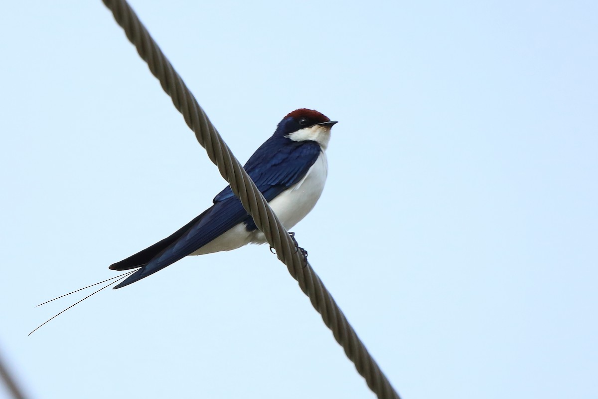 Wire-tailed Swallow - Albin Jacob