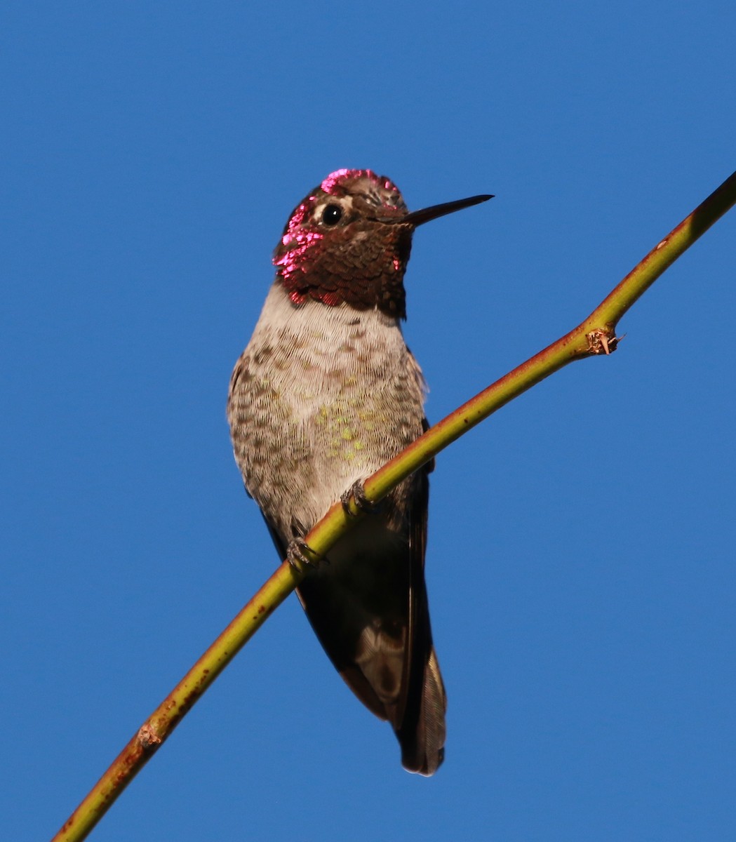 Anna's Hummingbird - David Stejskal