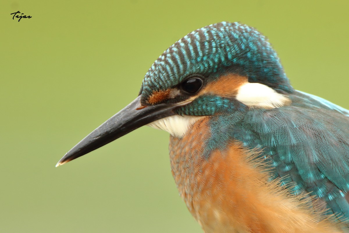 Common Kingfisher - ML367394761