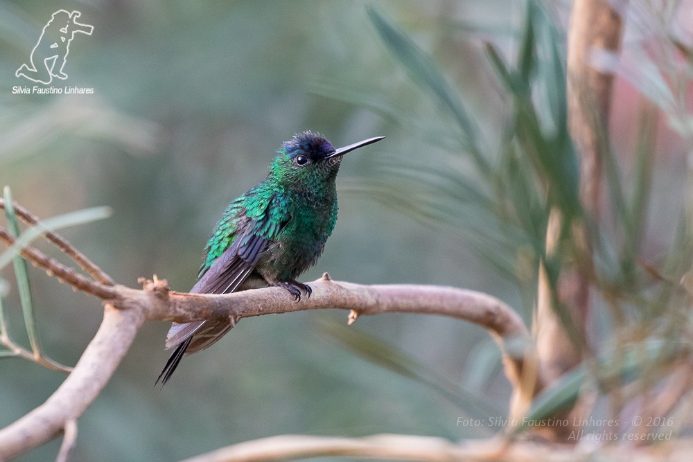 Violet-capped Woodnymph - Silvia Faustino Linhares
