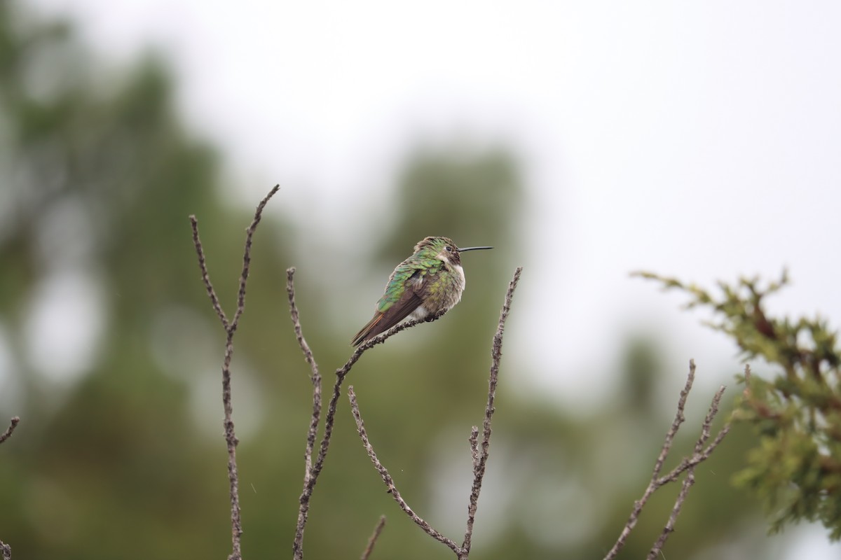 Broad-tailed Hummingbird - Juan Gonzalez