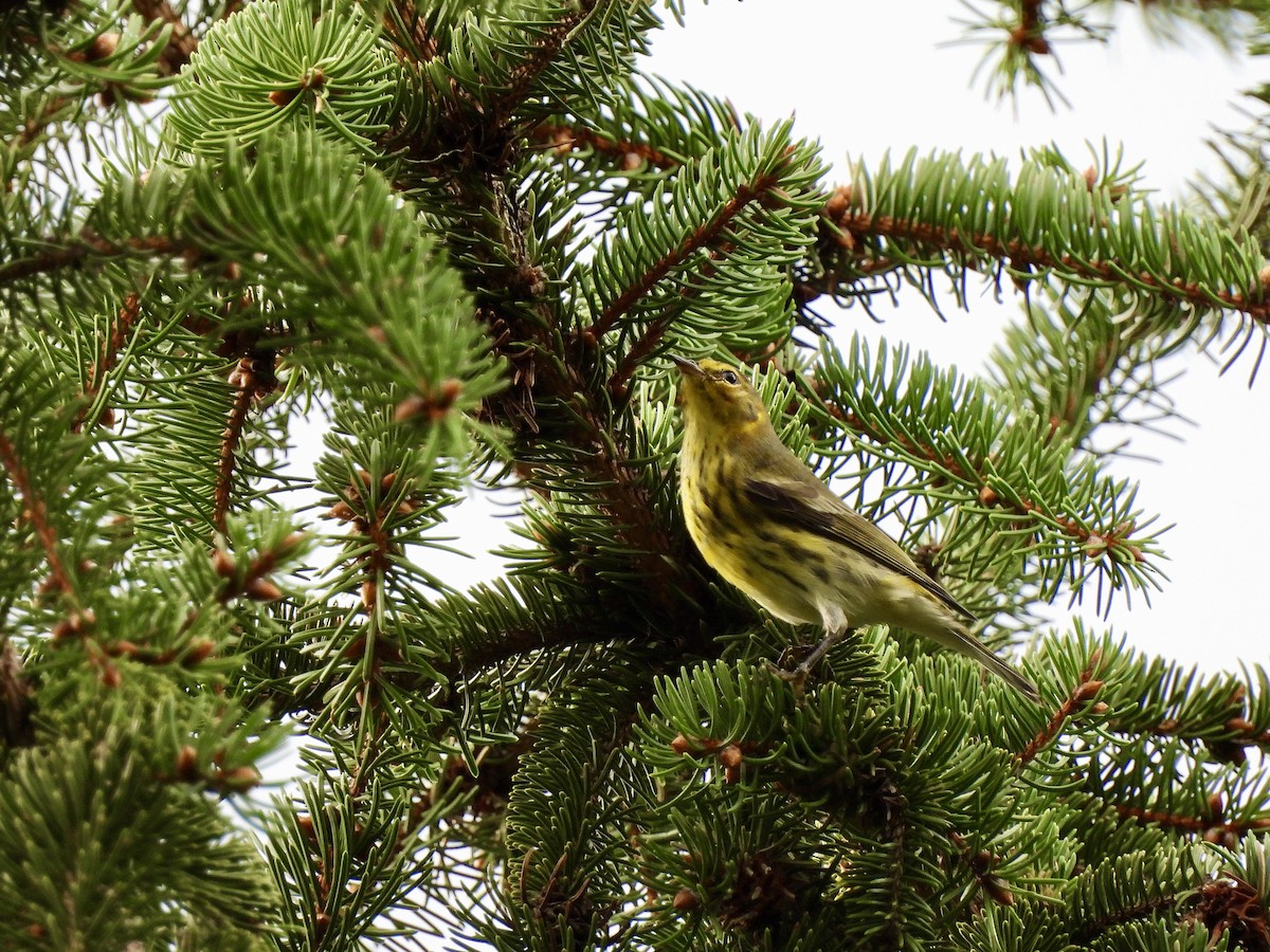 Cape May Warbler - ML367405321