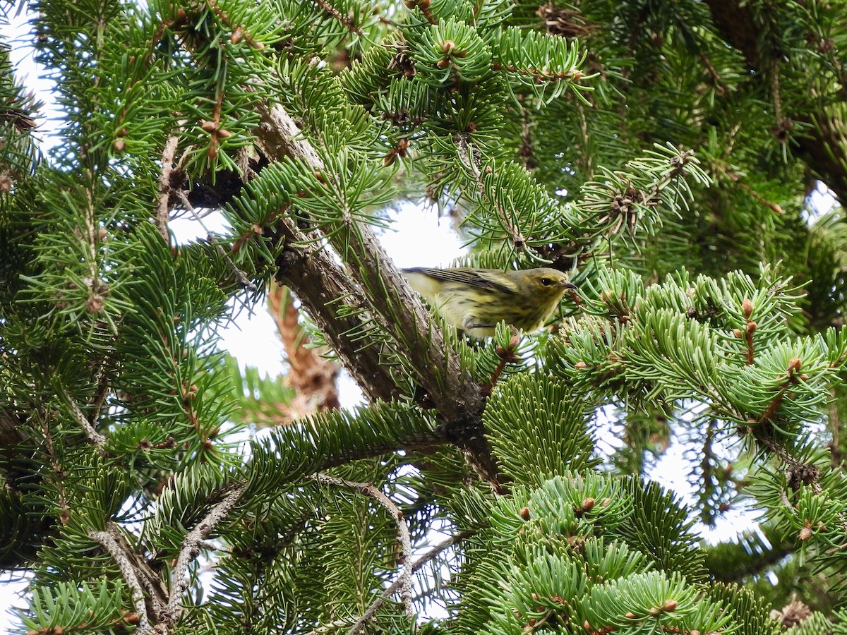 Cape May Warbler - ML367405761