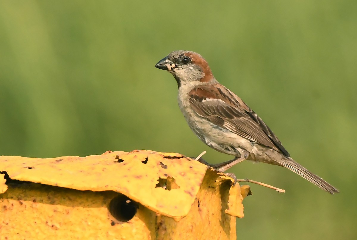 Sind Sparrow - Savithri Singh