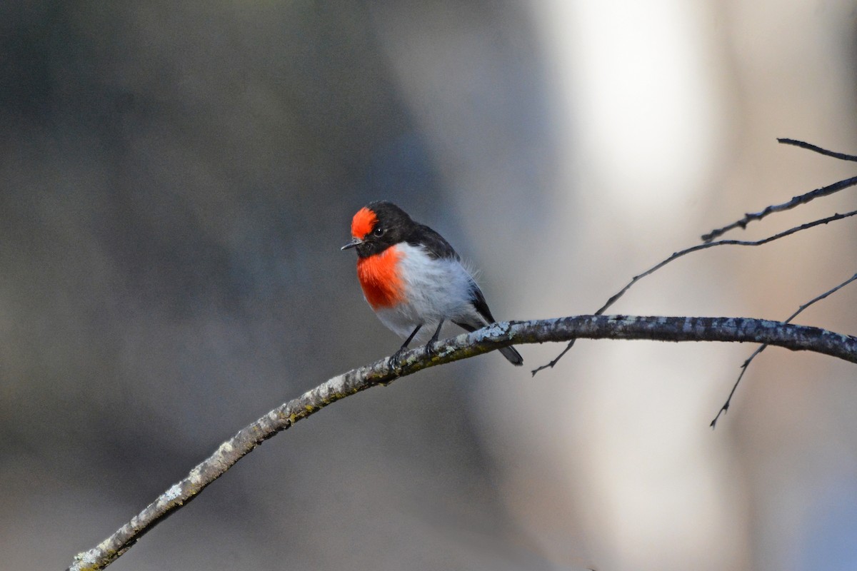 Red-capped Robin - ML367407321