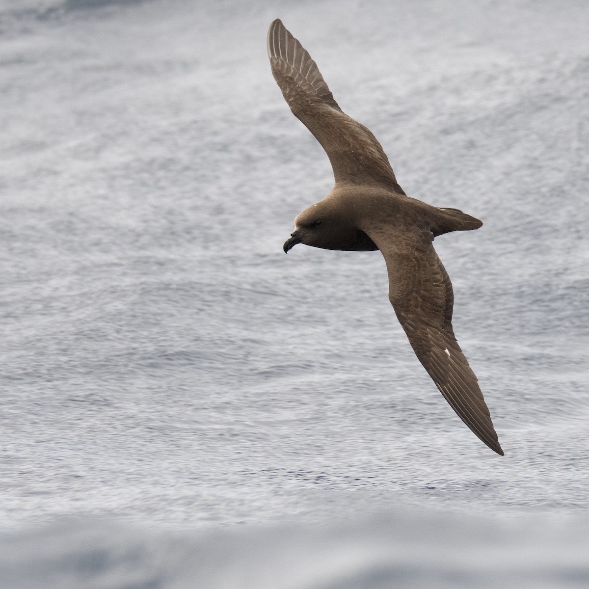 Great-winged Petrel - Anonymous
