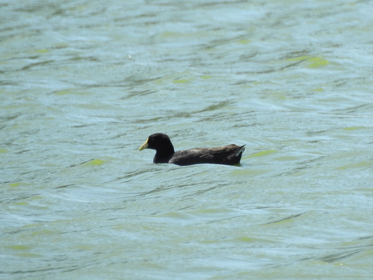 White-winged Coot - ML367408321