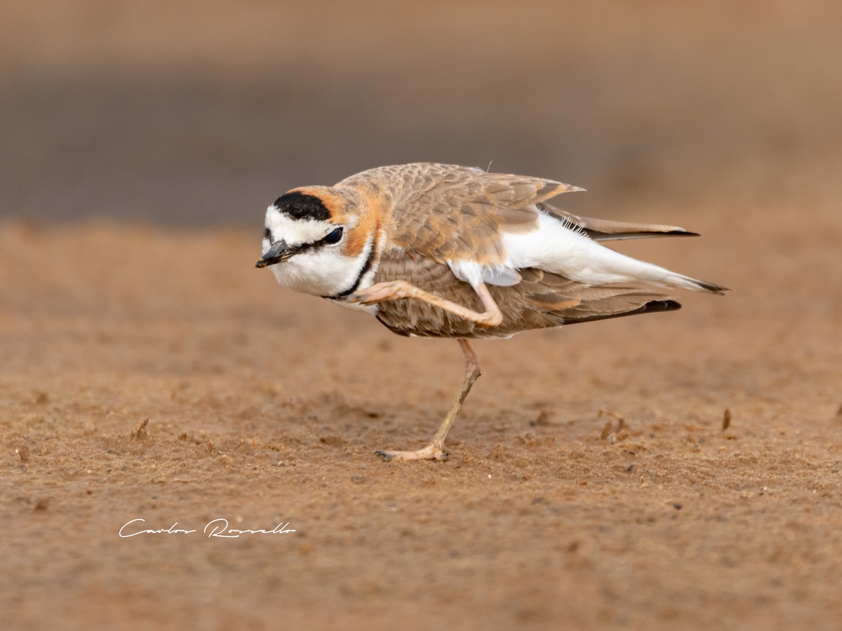 Collared Plover - ML367409091