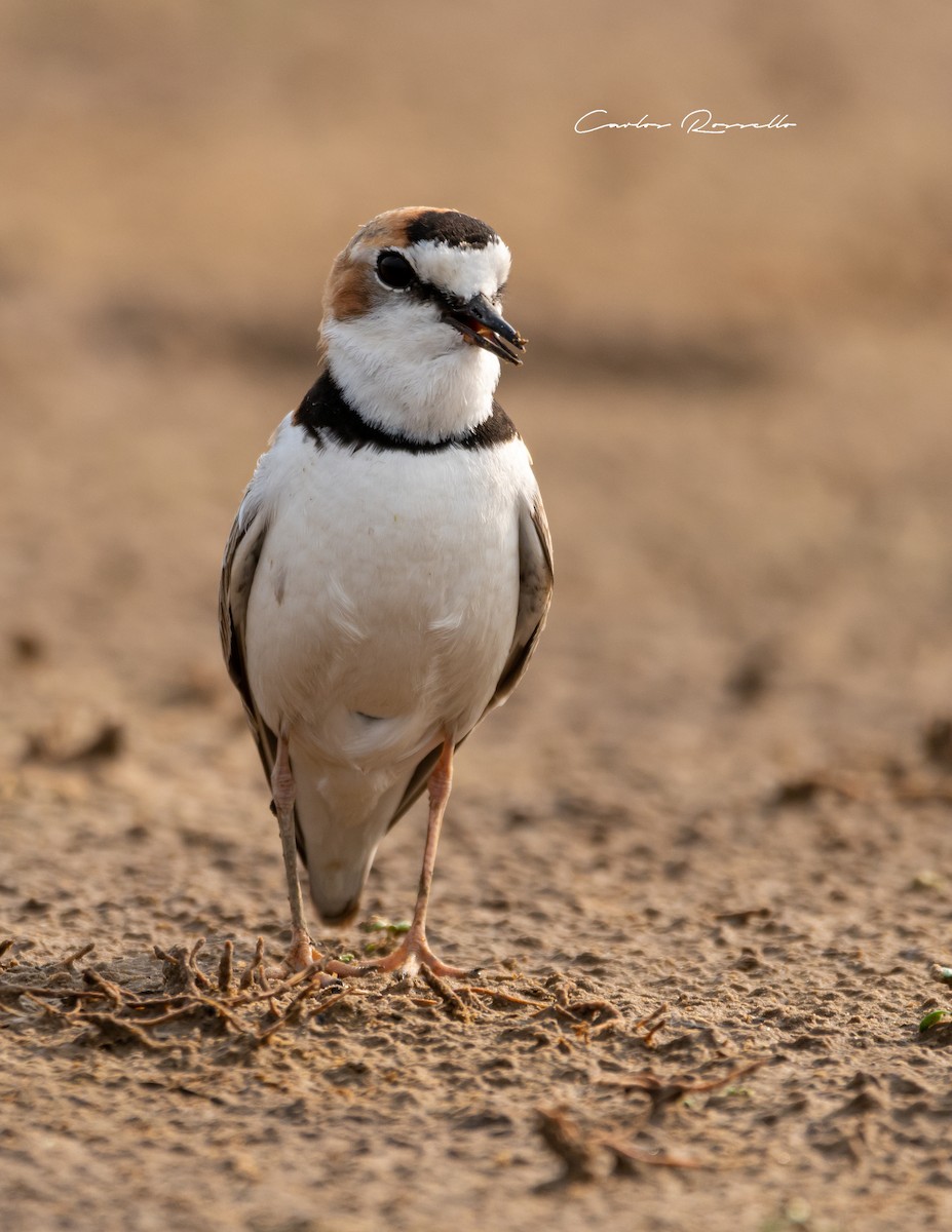 Collared Plover - ML367409121