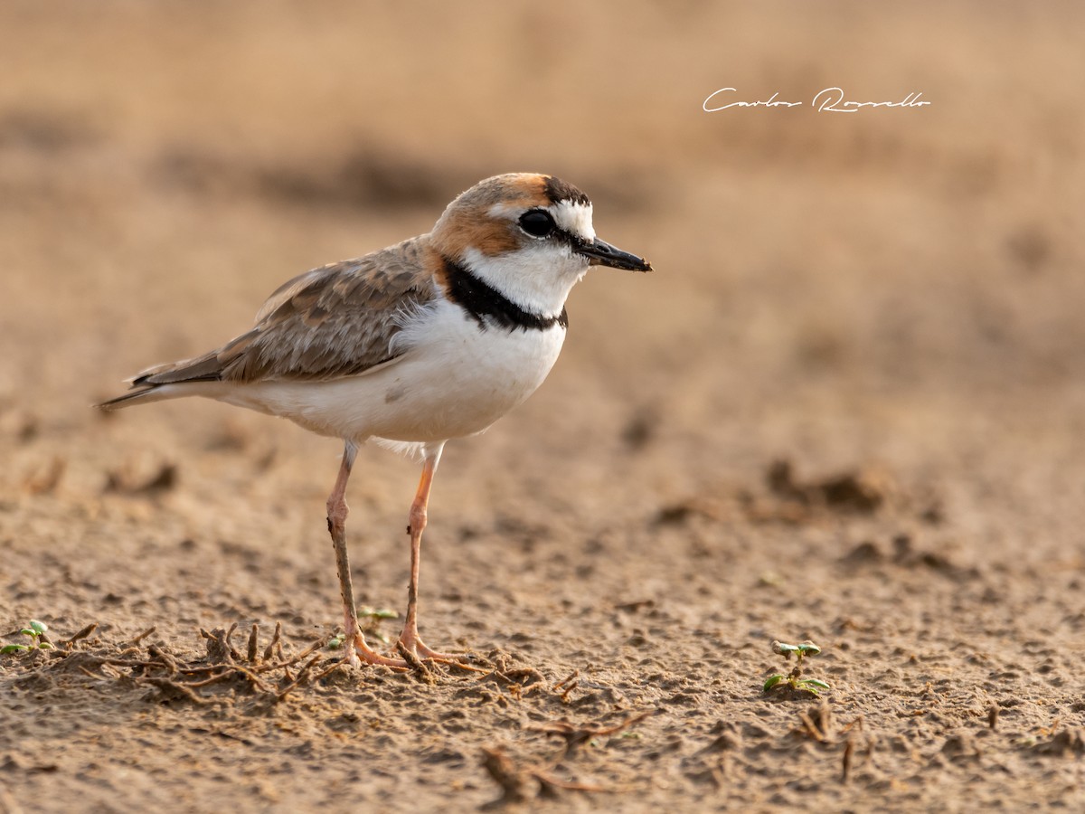 Collared Plover - ML367409131