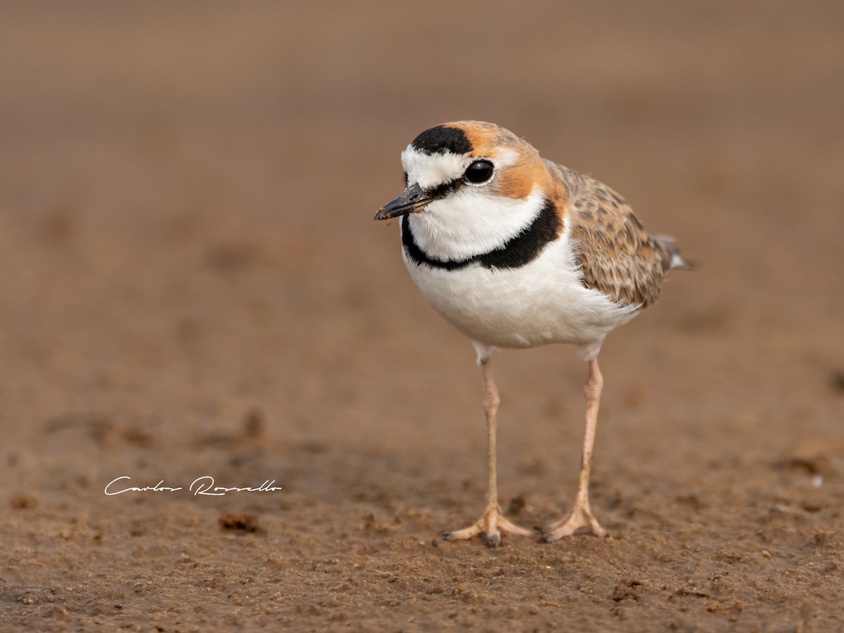 Collared Plover - ML367409141
